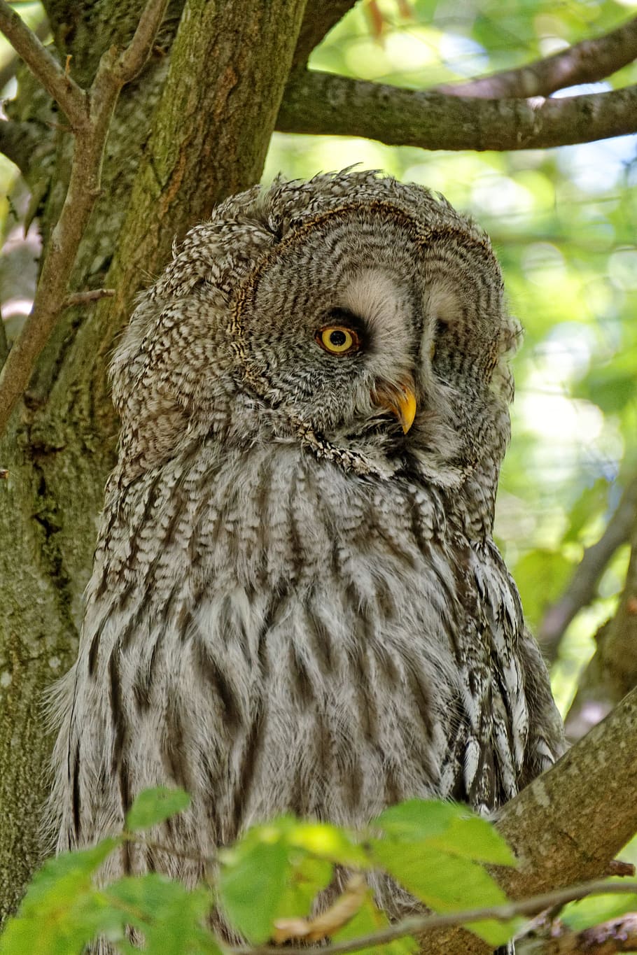 owl, barn owl, bird, hunter, wild, bird of prey, night fighter HD wallpaper