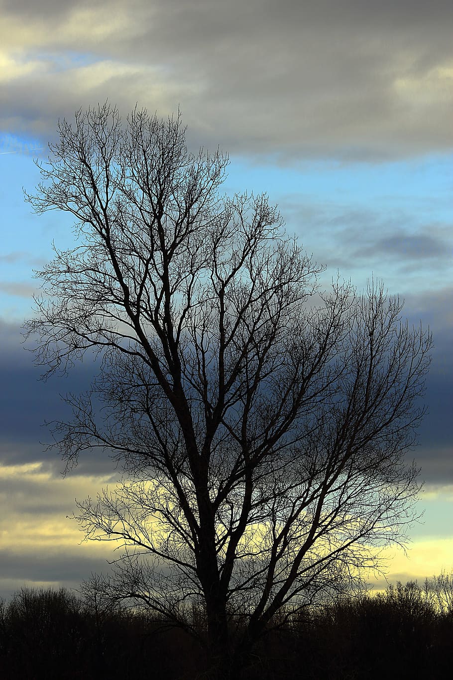 tree, sky, blue, nature, autumn, kahl, clouds, landscape, covered sky HD wallpaper