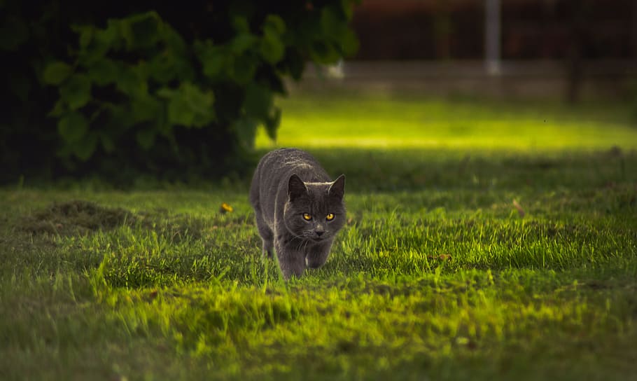 gray cat walking on green grass during daytime, cat walking in the grass HD wallpaper