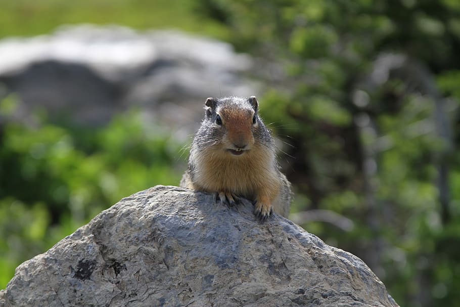 ground squirrel, animal, rock, looking, mammal, wildlife, brown HD wallpaper