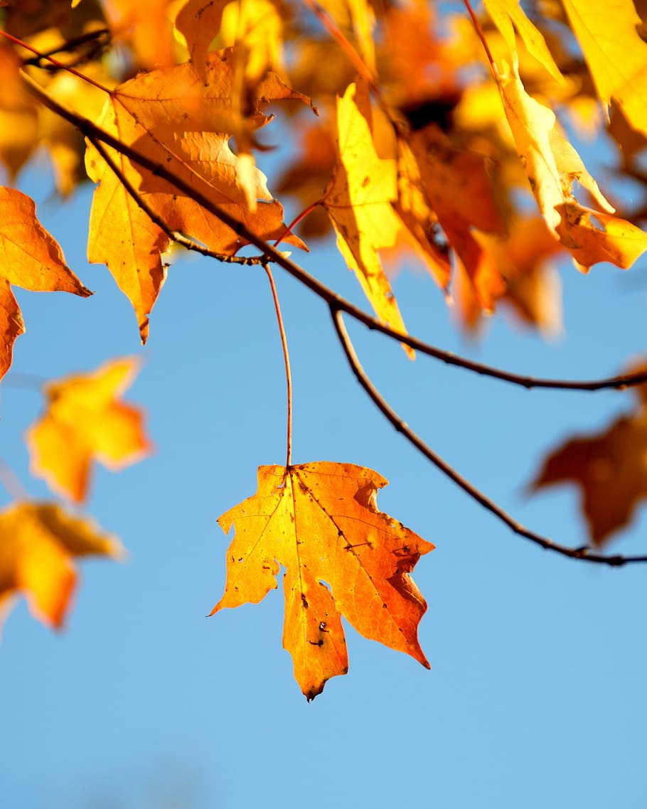shallow photography of maple leaf, shallow focus photography of yellow maple tree HD wallpaper