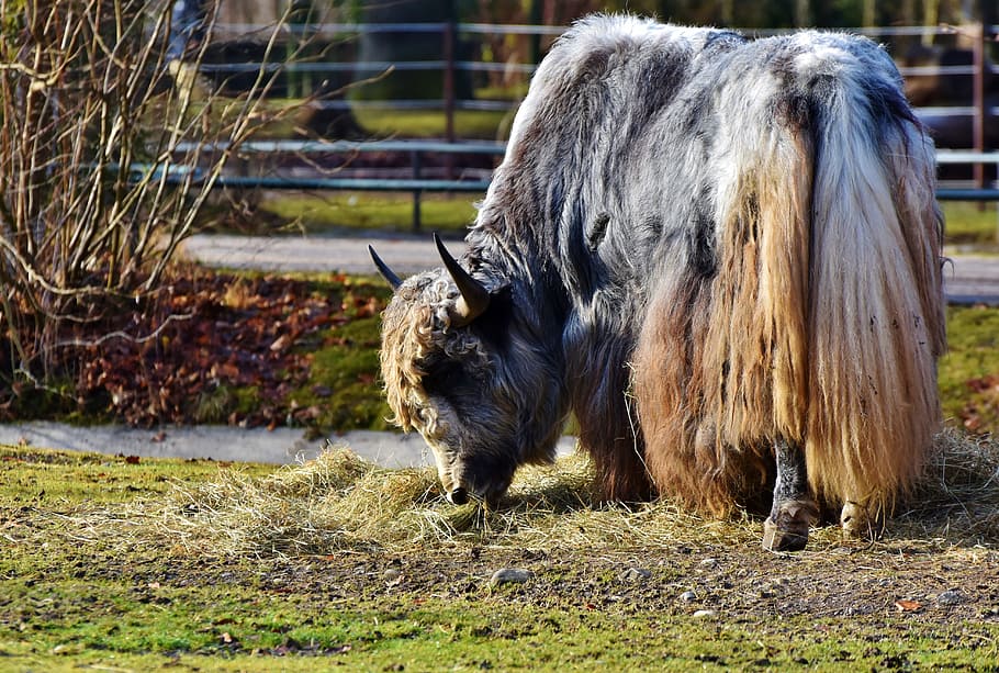 black, white, and brown bison eating grass, wool beef, galloway HD wallpaper
