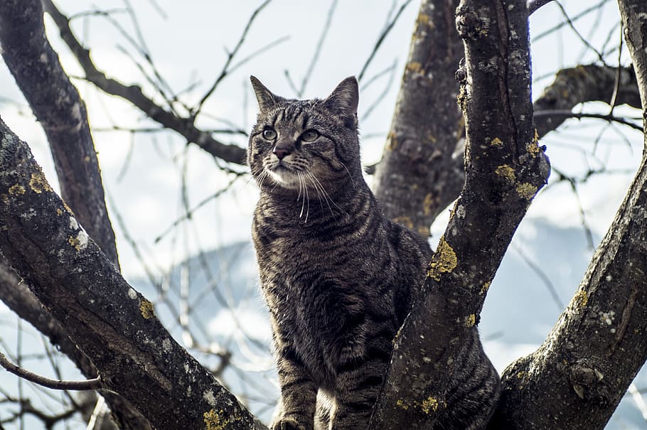 cat, pride, nature, mackerel, pet, animal portrait, tree, feline HD wallpaper