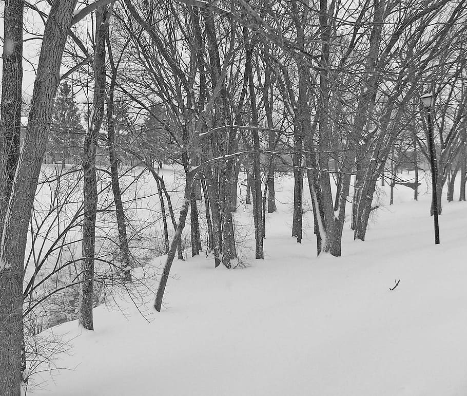 Trees, Snow, Christmas, Xmas, Winter, season, cold, forest