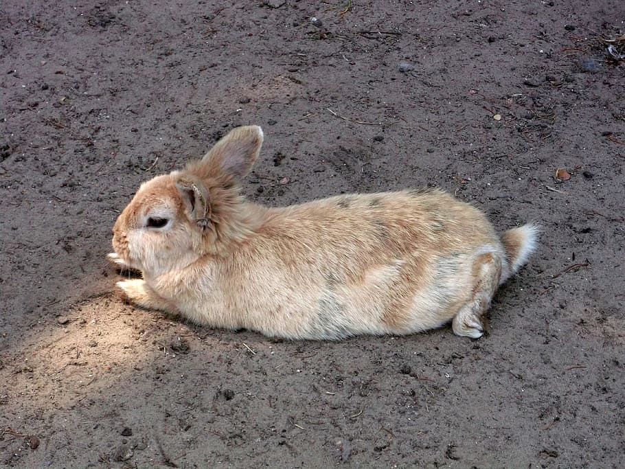 Rabbit, Mammal, Nager, Easter, animal, nature, cute, wildlife HD wallpaper