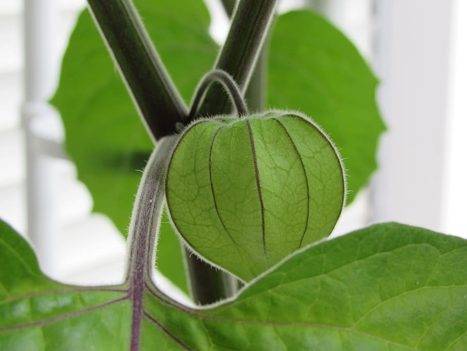 physalis, fruit, healthy, green, leaf, plant part, close-up HD wallpaper