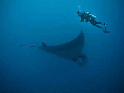 photo of man wearing diving suit underwater near sting ray HD wallpaper