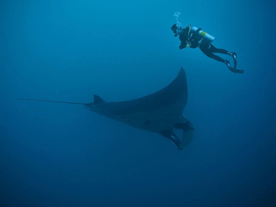 photo of man wearing diving suit underwater near sting ray HD wallpaper