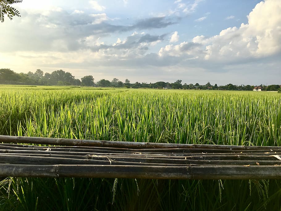 Cornfield, Rice Fields, Field, Vole, agriculture, green color HD wallpaper