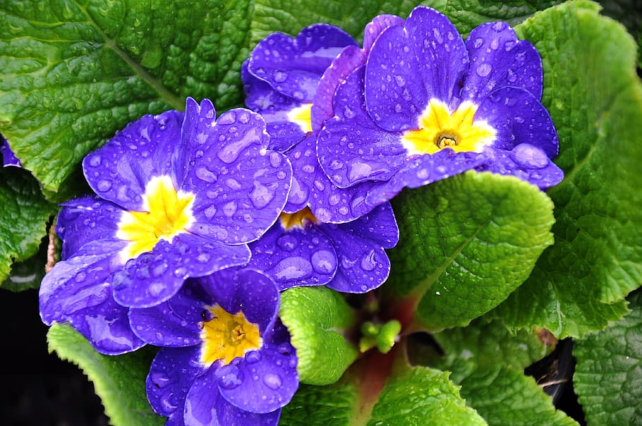 Primula, Spring, Flower, spring flower, blue, purple, leaf HD wallpaper