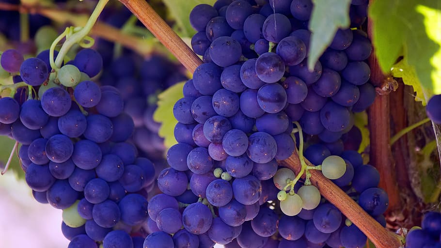 photo of purple grape fruits, purple grapes at daytime, wine