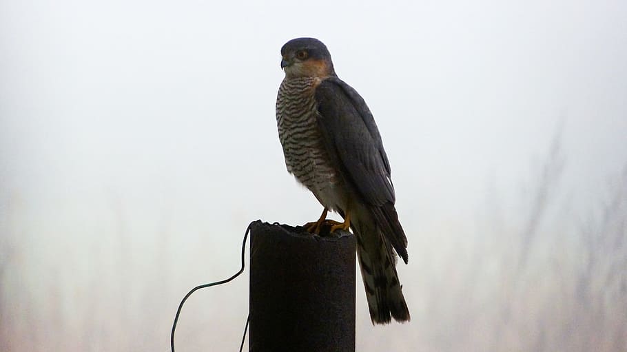 buzzard, forest, bird, predator, fog, wild, sitting, animal themes HD wallpaper