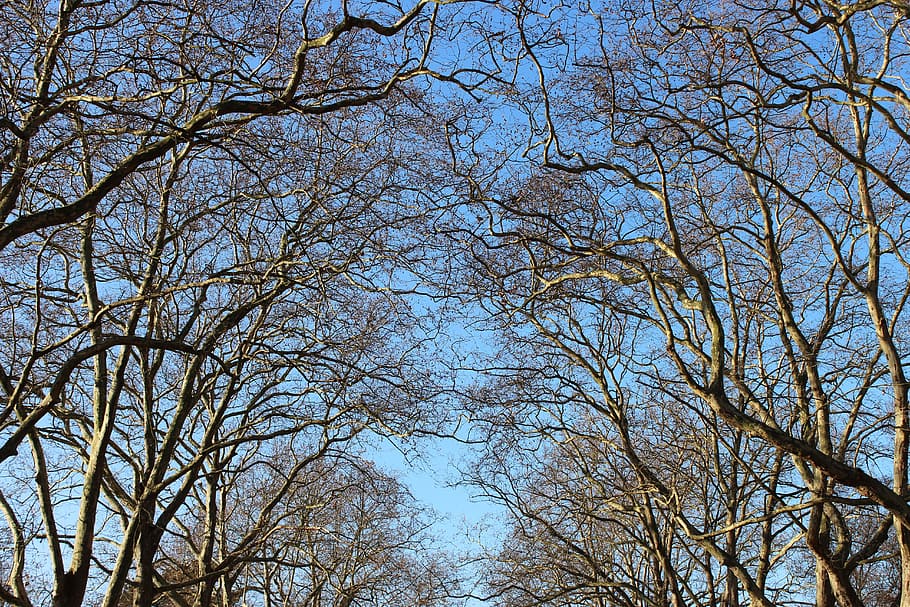 Sky, Branches, Blue, Tree, Autumn, nature, outdoors, season HD wallpaper