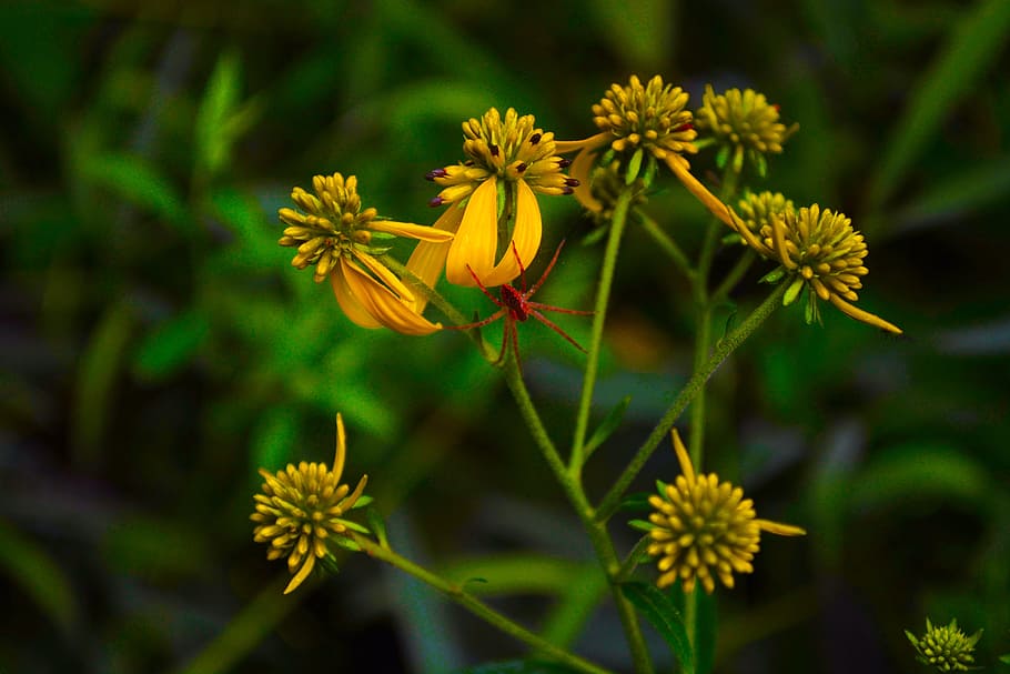 nature, spider, flower, flowering plant, freshness, beauty in nature HD wallpaper