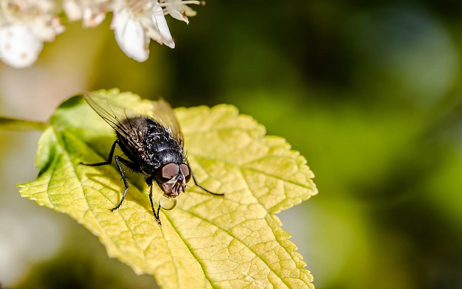 bluebottle, calliphoridae, fly, brachycera, insect, dewdrop HD wallpaper