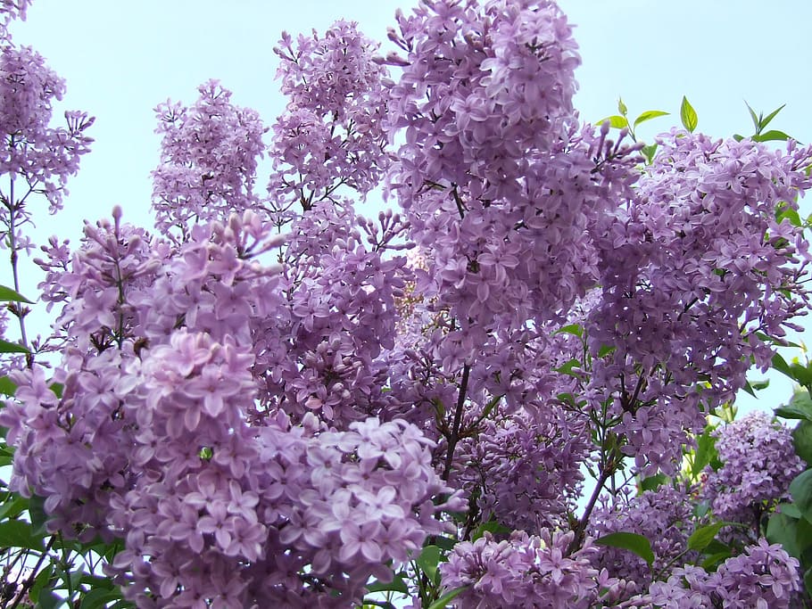 lilac, purple, flowers, spring, flowering plant, growth, vulnerability HD wallpaper