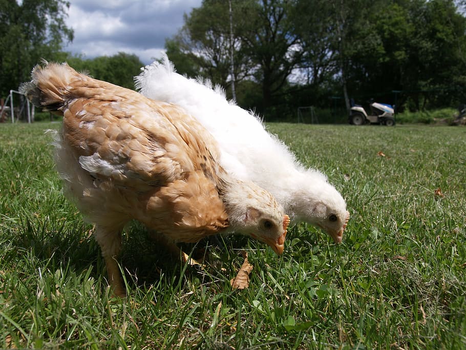 chickens, grass, animal themes, vertebrate, bird, plant, pets HD wallpaper