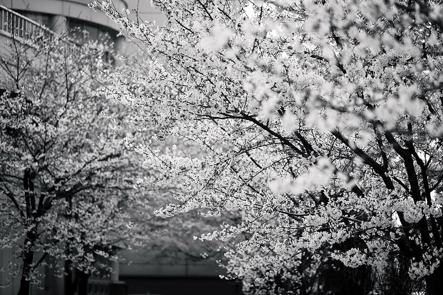 spring, black and white, foliage, flora, nature, plant, tree HD wallpaper