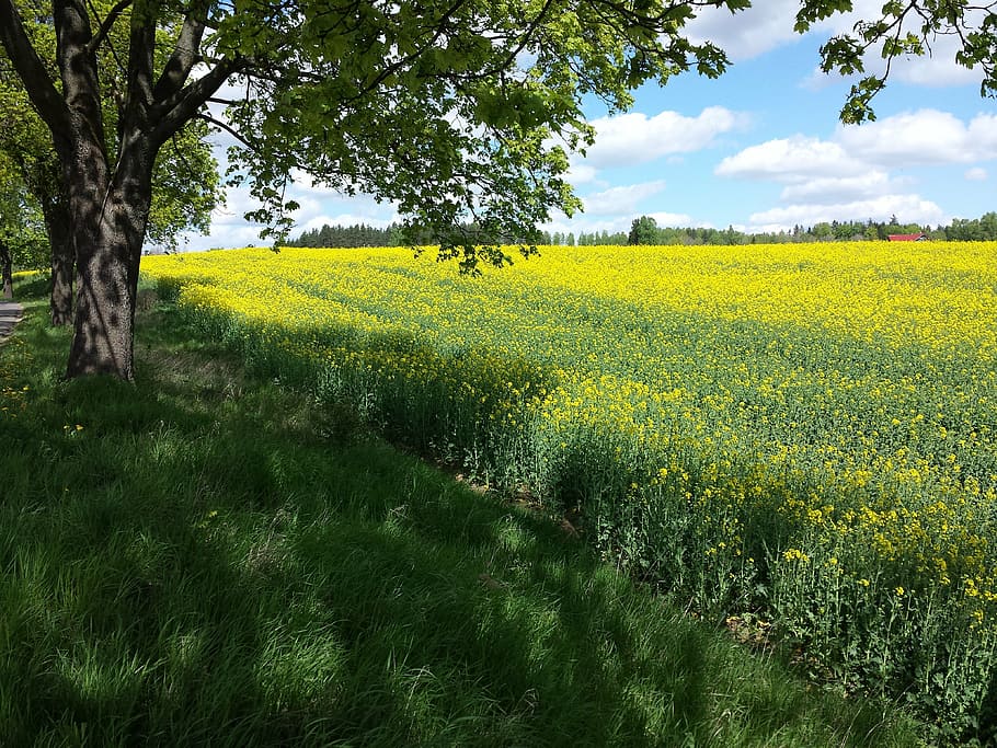 rapeseed, meadow, summer, plant, beauty in nature, growth, tree HD wallpaper