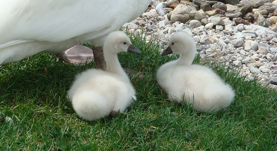 animals, swan, small, grass, animal themes, group of animals HD wallpaper