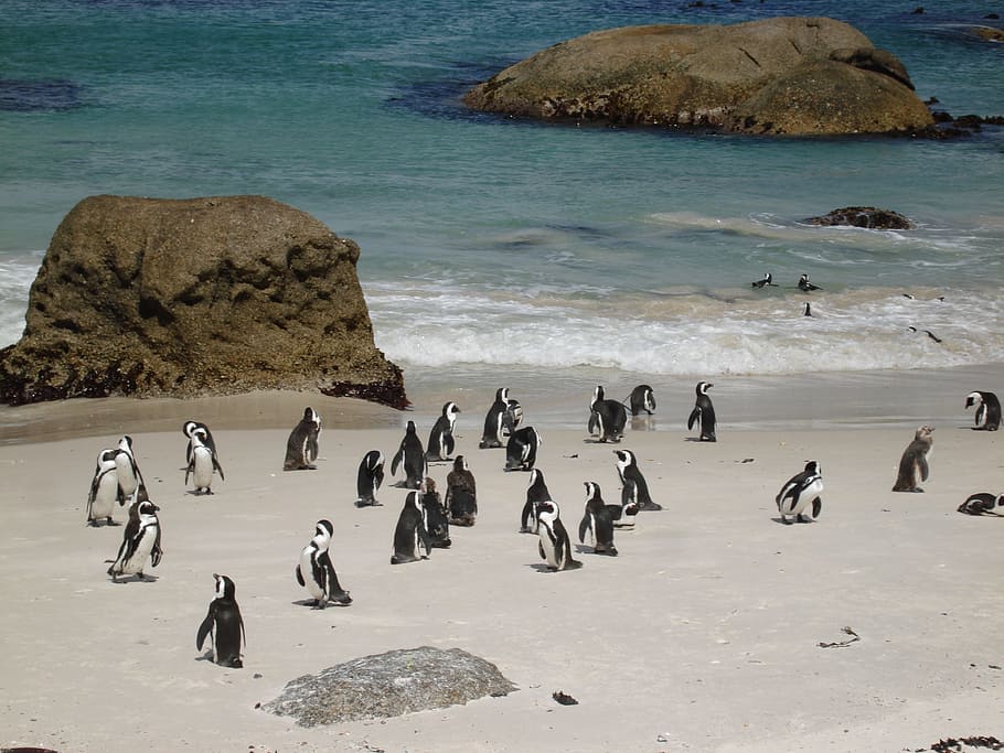 Penguins, Sand, Ocean, Beach, Boulders, endangered, waterbird HD wallpaper