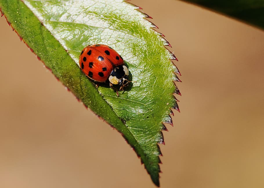 ladybug, insect, nature, beetle, macro, lucky charm, spring HD wallpaper