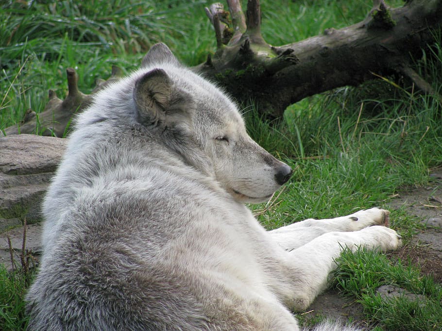 wolf, sleeping, mammal, gray, white, grey, canine, predator HD wallpaper