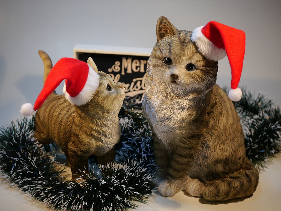 cat, christmas, nicholas, mammal, animal, animal themes, celebration HD wallpaper