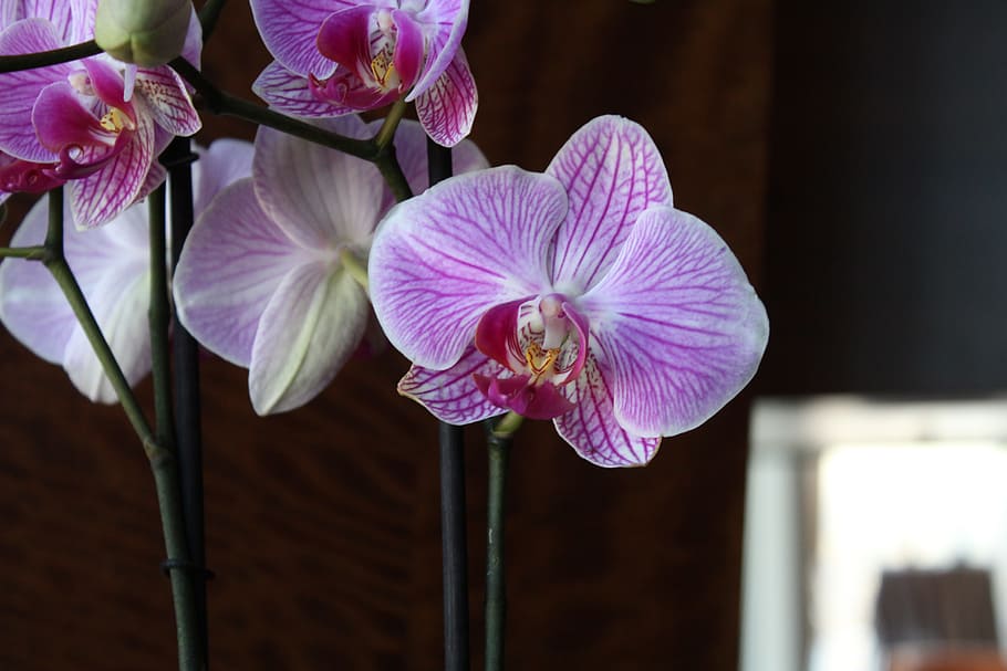 orchids, flower, spring, flowering plant, fragility, petal HD wallpaper