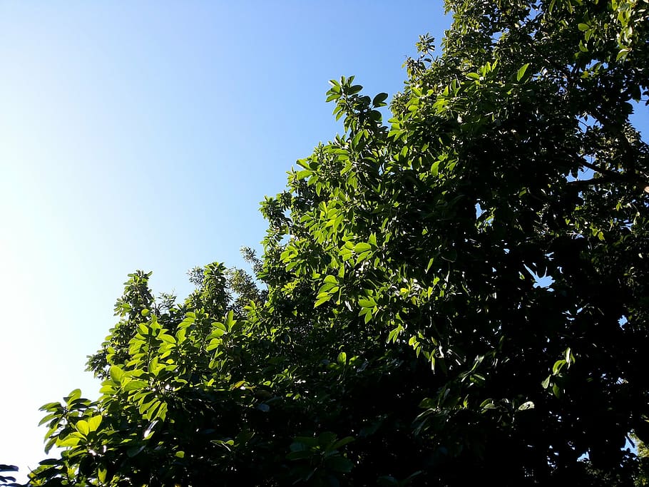tree, leaves, branches, foliage, green, environment, natural HD wallpaper