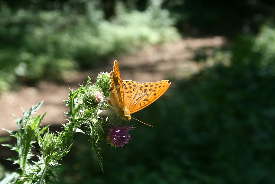 fuchs, butterfly, thistle, butterflies, summer, nature, flower HD wallpaper