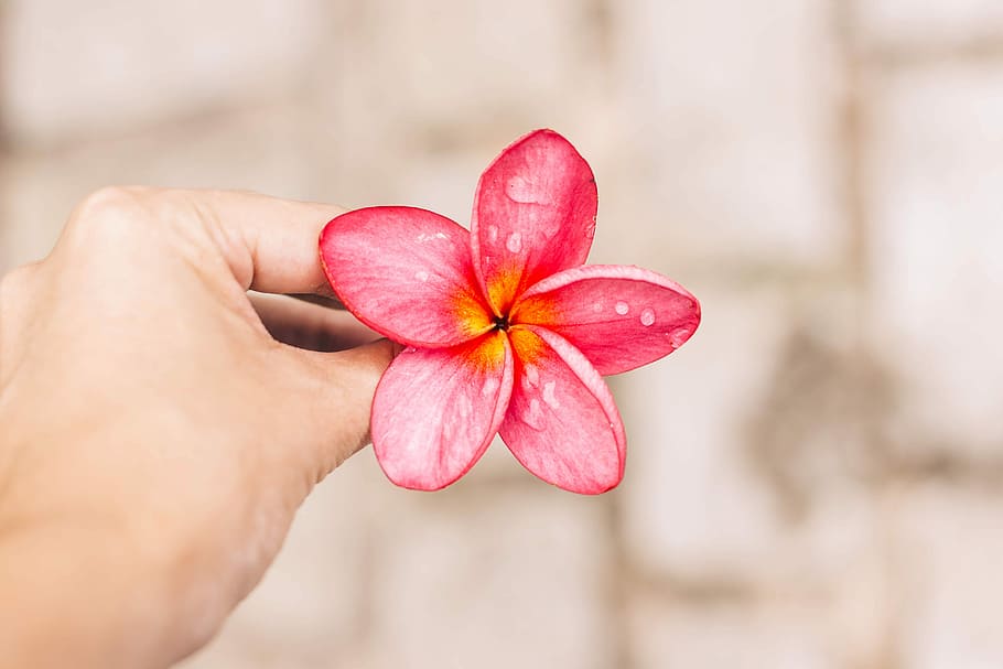 person holding pink 5-petal flower, person holding red petaled flower HD wallpaper