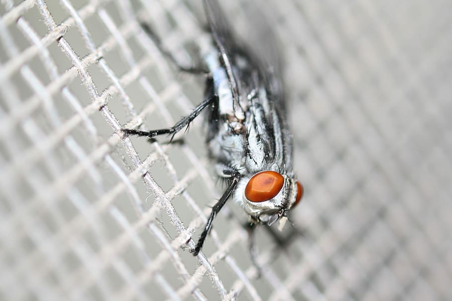 Fly, Macro, Insect, Pest, Eye, full frame, one animal, no people HD wallpaper