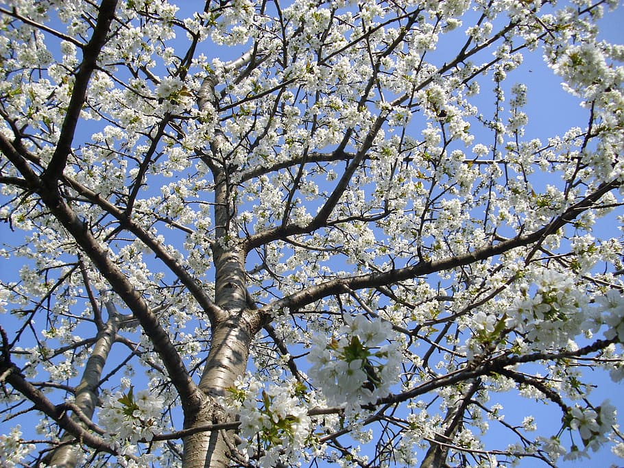 spring, blossom, bloom, cherry, tree, branch, nature, springtime HD wallpaper