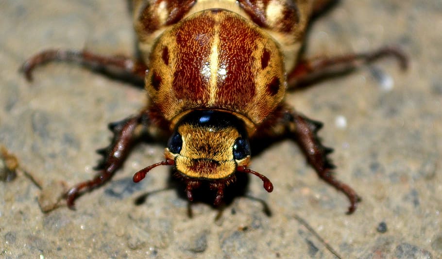 macro photo of brown beetle, cockroach, insecta, happy, great HD wallpaper