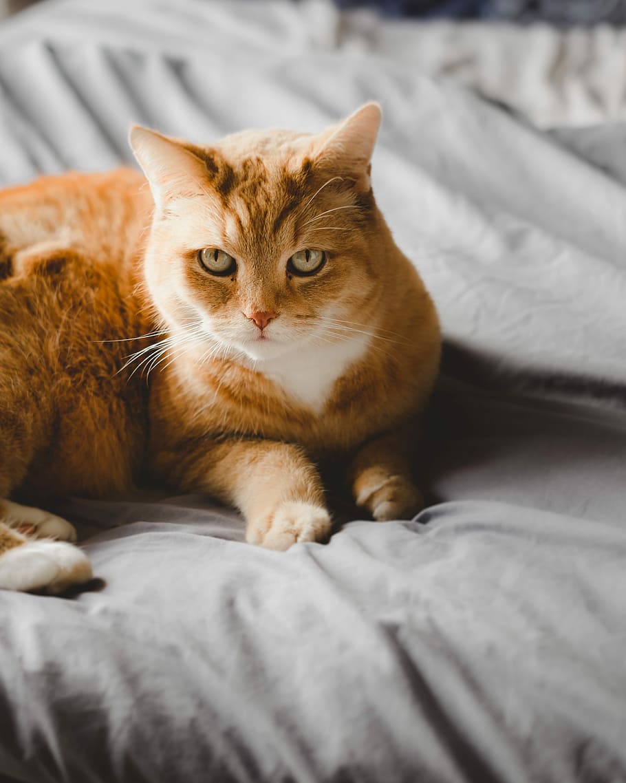 selective focus of orange tabby cat, orange tabby cat lying on bed HD wallpaper
