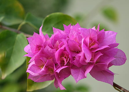 bougainvillea in rainforest