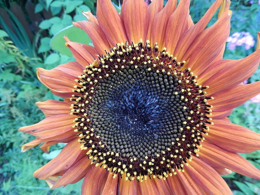 sunflower, one, summer, garden, plant, nature, yellow, petal HD wallpaper