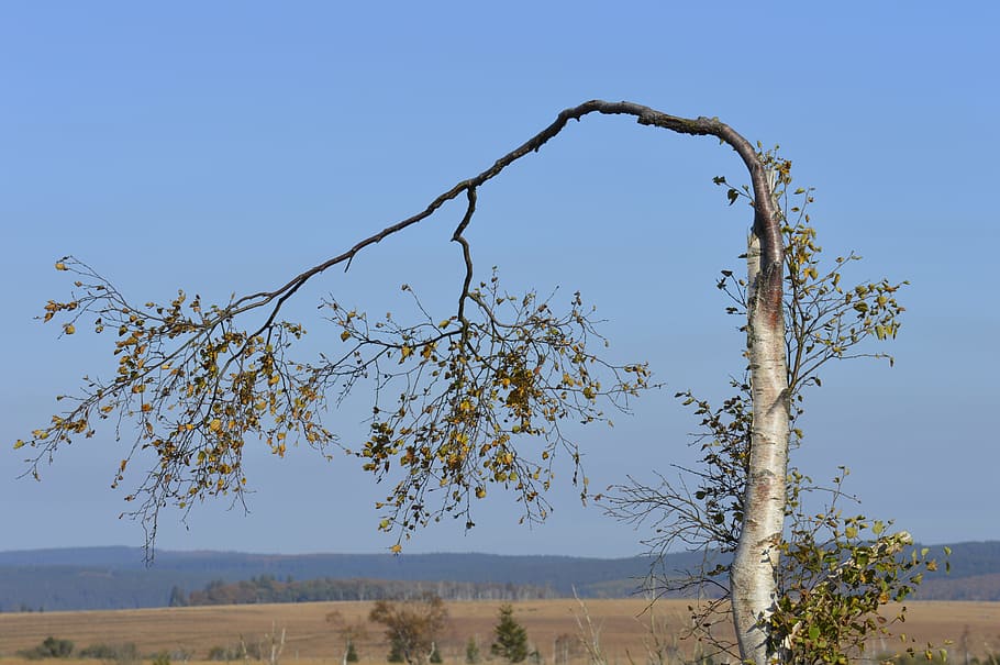 birch, tree, nature, landscape, branches, autumn, aesthetic HD wallpaper