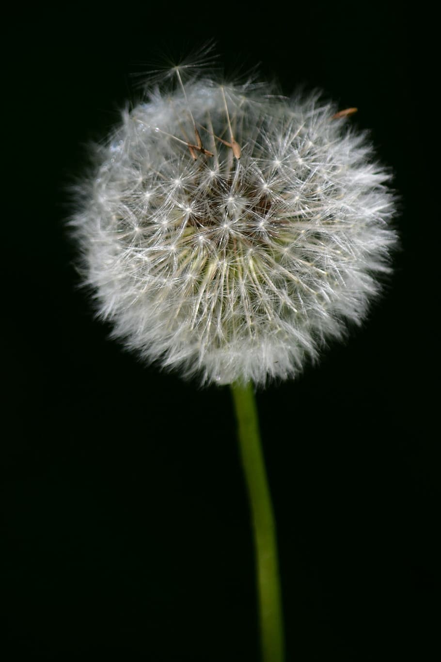 Dandelion, Nature, Flora, Botany, Flower, field, contrast, plants HD wallpaper