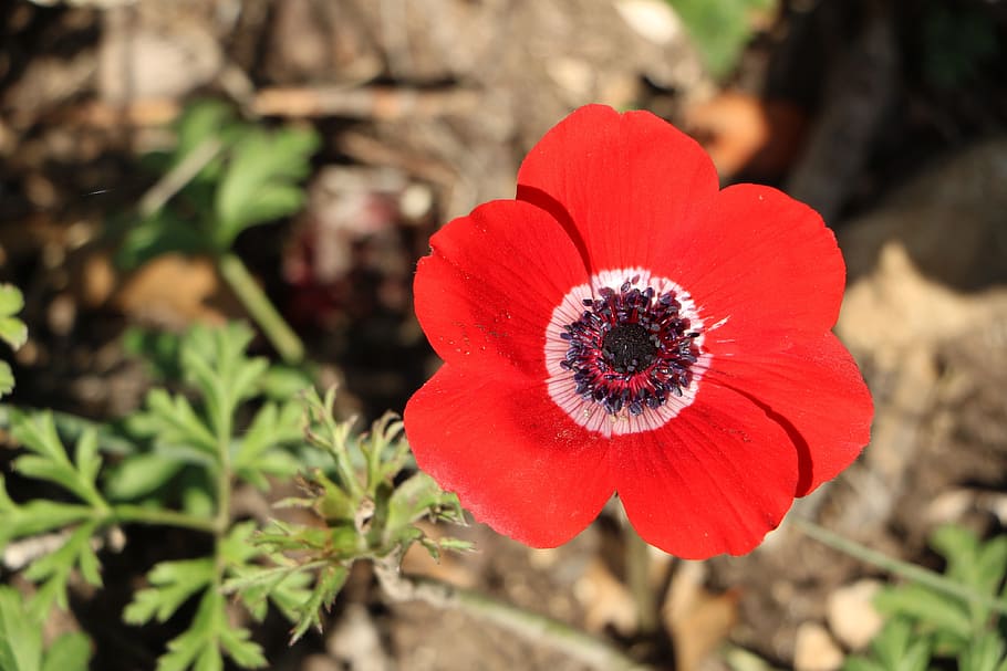 flower, red, nature, plant, flowering plant, freshness, close-up HD wallpaper