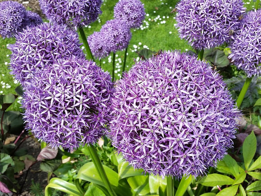 purple allium, flowers, garden, bloom, nature, botanical, plant HD wallpaper