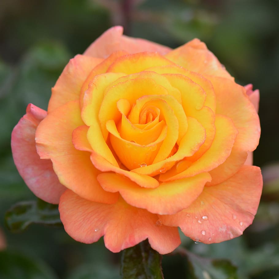 Flower, Nature, Macro, rose, petal, close-up, flower head, rose - flower HD wallpaper