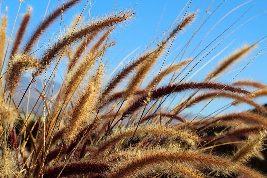 wheat, grass, fields, growth, plant, close-up, no people, sky HD wallpaper