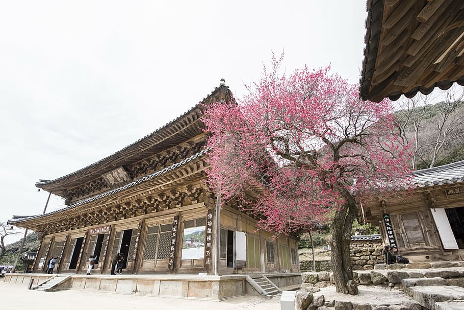 hwaeomsa, red plum, temple, built structure, architecture, building exterior HD wallpaper