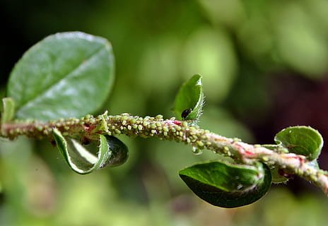 leaf, aphid, aphids, pest, branch, garden, nature, plant, lice HD wallpaper
