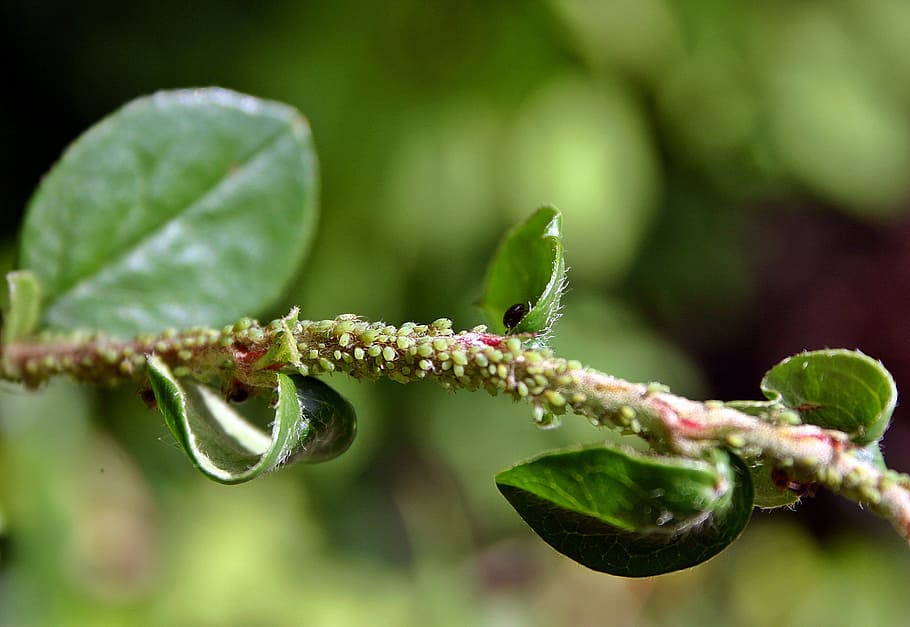 leaf, aphid, aphids, pest, branch, garden, nature, plant, lice HD wallpaper
