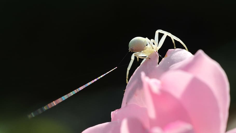 Goldenrod Crab Spider, Garden, Rosebush, insect, nature, animal, HD wallpaper