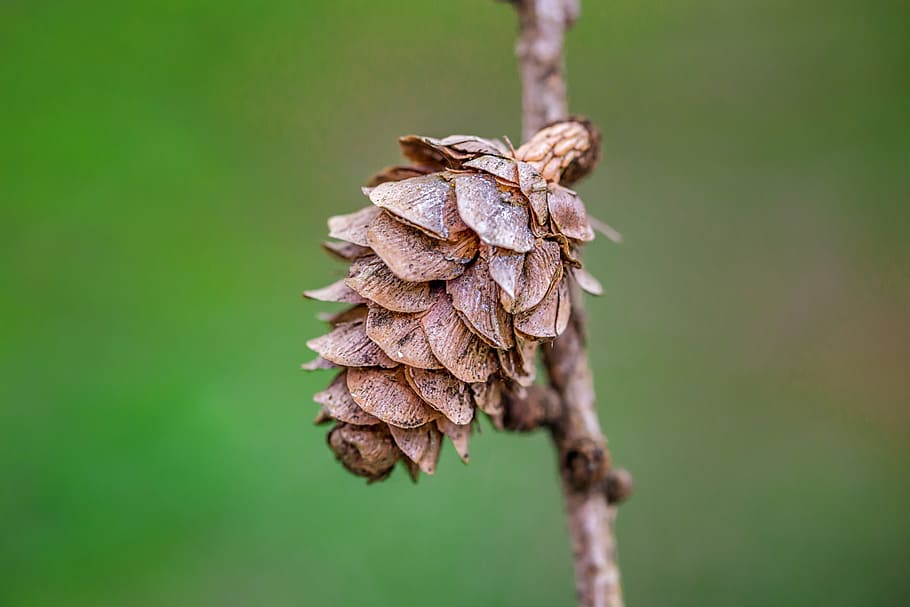 pine cones, macro, nature, tree, tap, tannenzweig, close, needles HD wallpaper