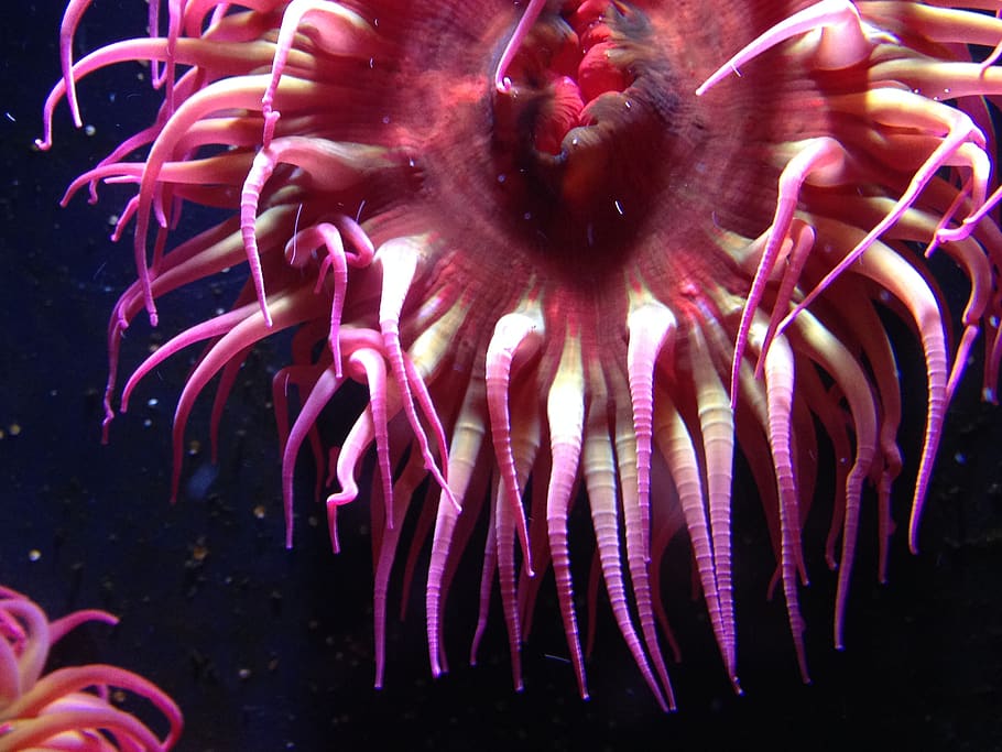 anemone, aquarium, pink, underwater, sea, animals in the wild HD wallpaper